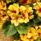 Pack of 4 Artificial Geraniums – 17.7” Silk Fall Flower Bushes in Red & Yellow for Indoor & Outdoor Home, Garden, Wedding, Table Centerpieces, and Seasonal Décor
